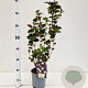 Physocarpus opulif. 'Diabolo' 30-40 cm 2,5L