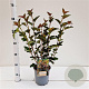 Physocarpus opulif. 'Red Baron' 30-40 cm 2,5L