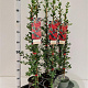 Pyracantha cocc. 'Red Column' 70-80 cm 2,5L