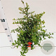 Pyracantha cocc. 'Red Cushion' 25-30 cm 2,5L