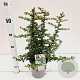 Pyracantha 'Teton' 25-30 cm 2,5L