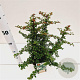 Pyracantha 'Teton' 25-30 cm 2,5L
