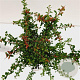 Pyracantha 'Teton' 25-30 cm 2,5L