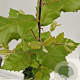 Quercus ilex 100-125 cm 3,0L