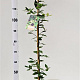 Quercus ilex 100-125 cm 3,0L