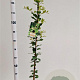 Quercus ilex 100-125 cm 3,0L