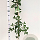 Quercus ilex 125-150 cm 3,0L