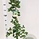 Quercus ilex 125-150 cm 3,0L