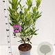 Rhododendron ponticum 40-50 cm 5,0L