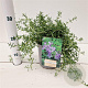 Rosmarinus off. 'Capri' 25-30 cm 2,5L