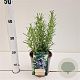Rosmarinus officinalis 20-30 cm 2,5L