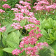 Rodgersia pinnata 'Hanna' GM P9