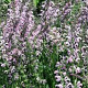 Salvia 'Eveline' GM P9