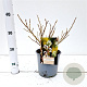 Salix helvetica 15-20 cm 2,5L