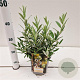 Salix helvetica 15-20 cm 2,5L