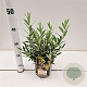 Salix helvetica 15-20 cm 2,5L