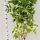 Sambucus nigra 125-150 cm 10L