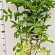 Sambucus nigra 125-150 cm 10L