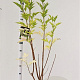 Sambucus nigra 125-150 cm 10L