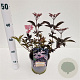 Sambucus nigra Black Beauty 30-40 cm 2,5L