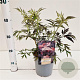 Sambucus nigra Black Lace 20-30 cm 2,5L