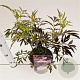 Sambucus nigra Black Lace 20-30 cm 2,5L