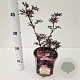 Sambucus nigra Black Lace 20-30 cm 2,5L