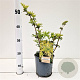 Sambucus nigra Golden Tower 30-40 cm 2,5L