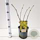 Sambucus nigra Golden Tower 30-40 cm 2,5L