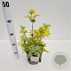 Sambucus nigra Golden Tower 30-40 cm 2,5L