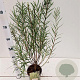 Salix rosmarinifolia 50-60 cm 2,5L