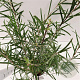 Salix rosmarinifolia 50-60 cm 2,5L