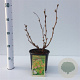Sorbaria sorbif. 'Sem' 25-30 cm 2,5L