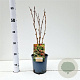 Sorbaria sorbif. 'Sem' 40-50 cm 2,5L