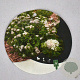 Spiraea jap. 'Albiflora' 25-30 cm 3,0L