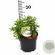 Spiraea jap. 'Albiflora' 25-30 cm 3,0L