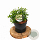 Spiraea jap. 'Albiflora' 25-30 cm 3,0L