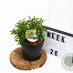 Spiraea jap. 'Albiflora' 25-30 cm 3,0L