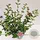 Syringa meyeri Flowerfesta Pink 30-40 cm 2,5L