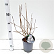 Syringa meyeri Flowerfesta White 25-30 cm 2,5L