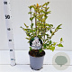 Syringa meyeri Flowerfesta White 25-30 cm 2,5L