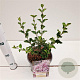 Syringa meyeri 'Palibin' 25-30 cm 2,5L