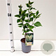 Syringa v. 'Primrose' 30-40 cm 2,5L