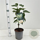 Syringa v. 'Primrose' 30-40 cm 2,5L