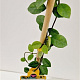 Trachelospermum j. Star of Toscane 100-125 cm 2,5L