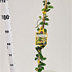 Trachelospermum j. Star of Toscane 100-125 cm 2,5L