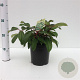Viburnum davidii 20-30 cm 2,5L