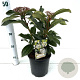 Viburnum davidii 20-30 cm 2,5L