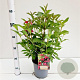 Weigela 'Bristol Ruby' 40-50 cm 2,5L