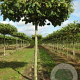 Platanus hispanica 'Malburg' 16-18 HO draadkluit 240 cm stam dakvorm